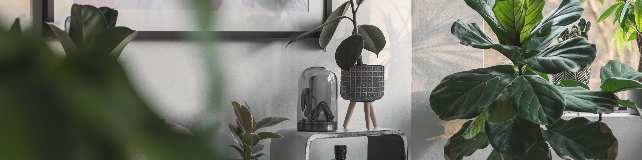 Bannière illustrant une décoration intérieure moderne, avec mobilier épuré et plantes vertes d’intérieur.